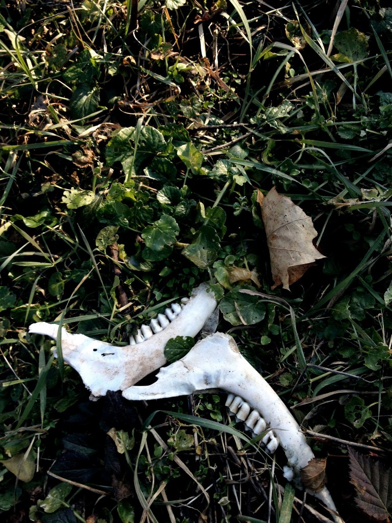 deer jawbones lying in the weeds at right angles