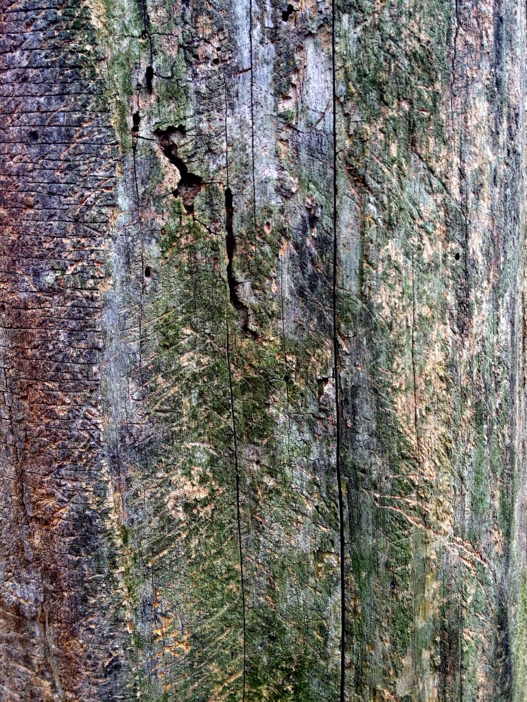 close-up of a dead tree with various scratch marks on it