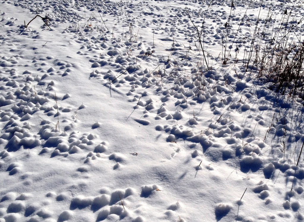 Snow on a moved field forms tent-shaped mounds around each stubble tip.