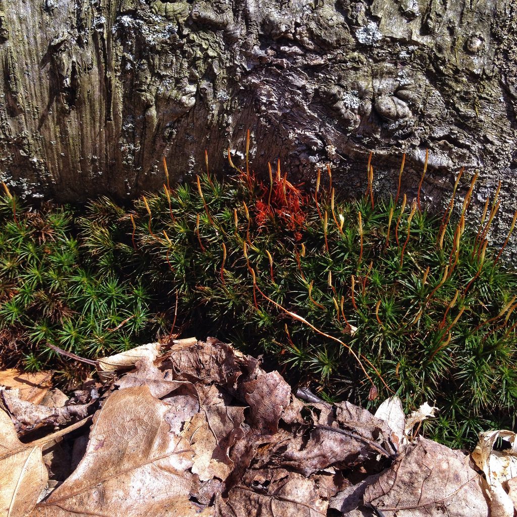 close-up of black birch root with moss and leaves