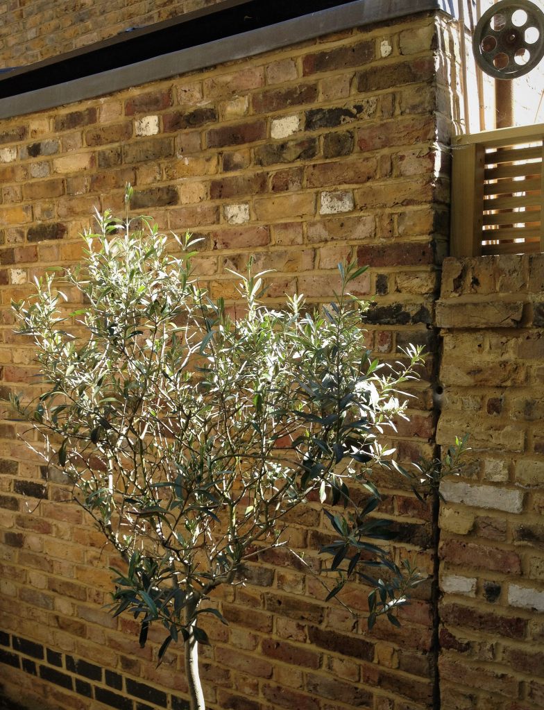 small olive tree suffused with sunlight next to a wall