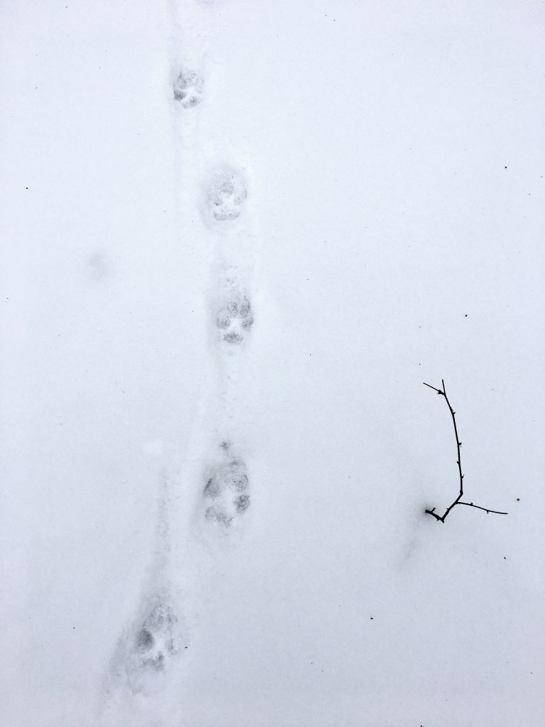 fresh coyote tracks