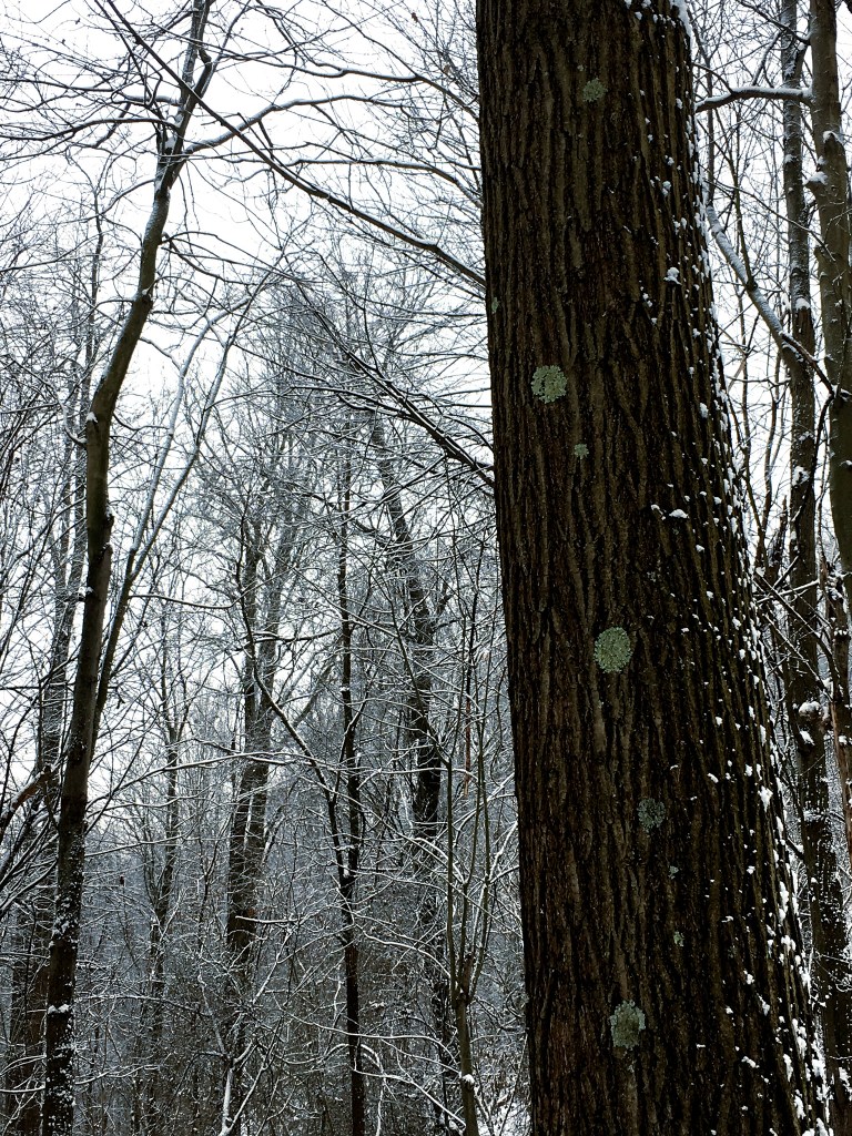 tree trunk in a snowy woods with several, widely spaced circles of bluish green lichen