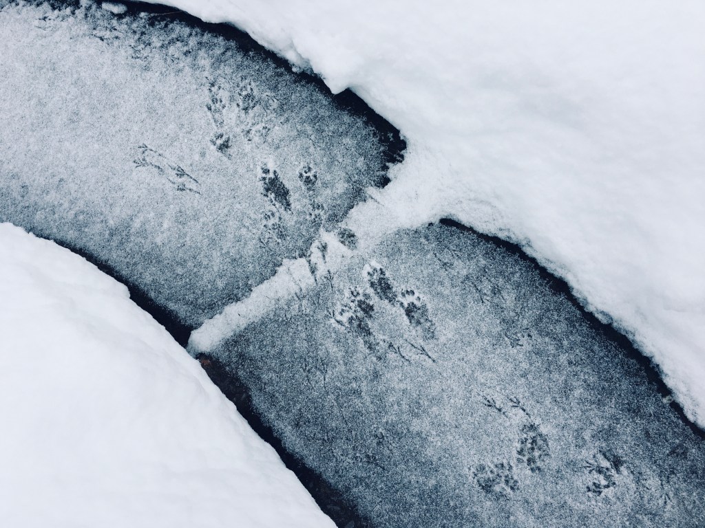 A section of shoveled sidewalk with bird and squirrel tracks in a fresh dusting of snow