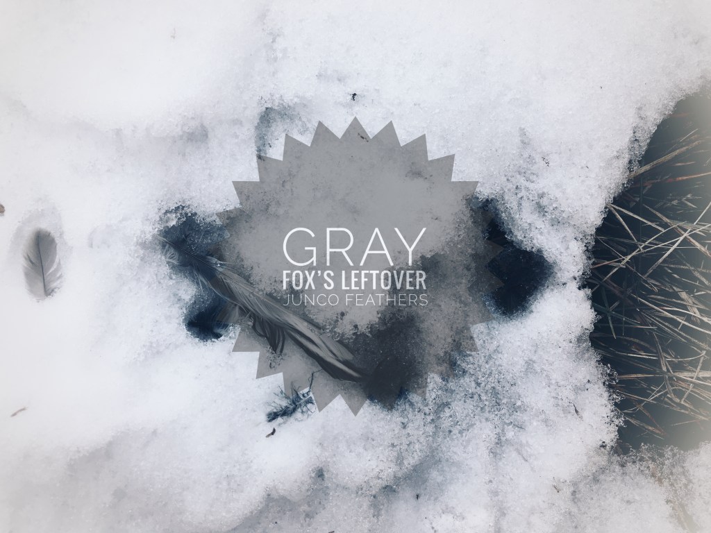 small gray feathers melting free of the snowpacks small gray feathers melting free of the snowpacks