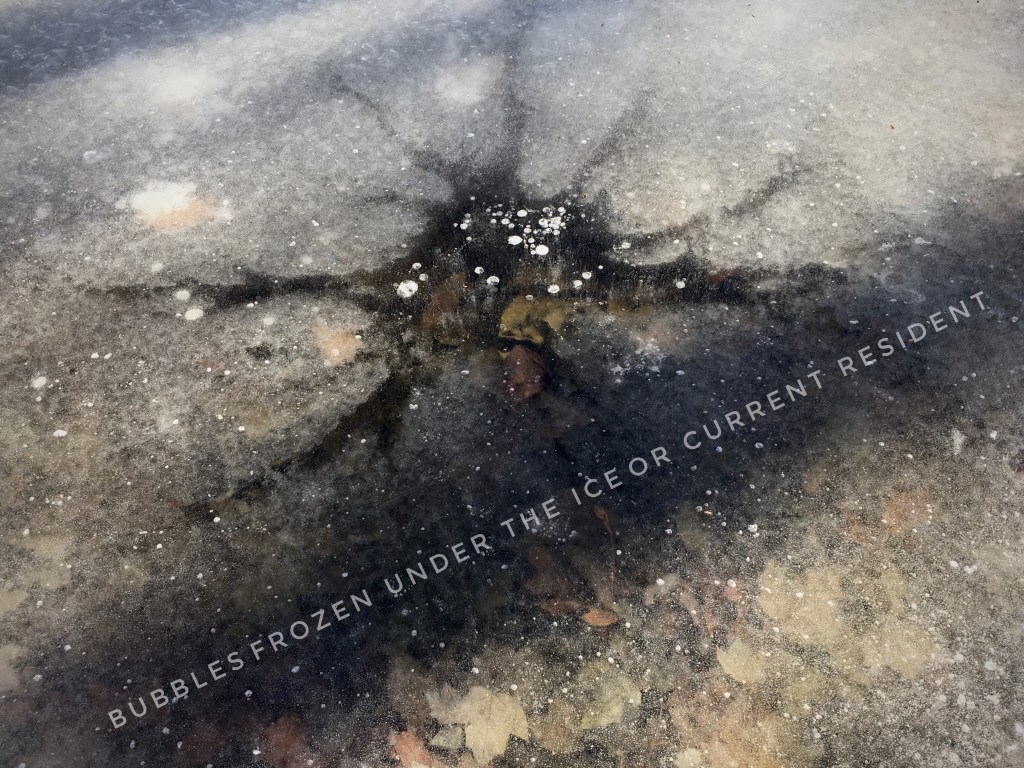 ice with leaves and bubbles visible underneath it