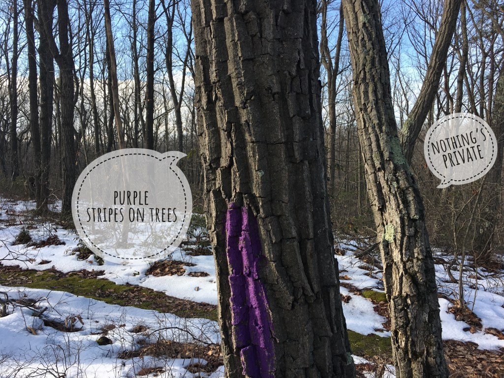 two trees, one with a purple stripe on it, talking to each other: purple stripes on trees, nothing's private