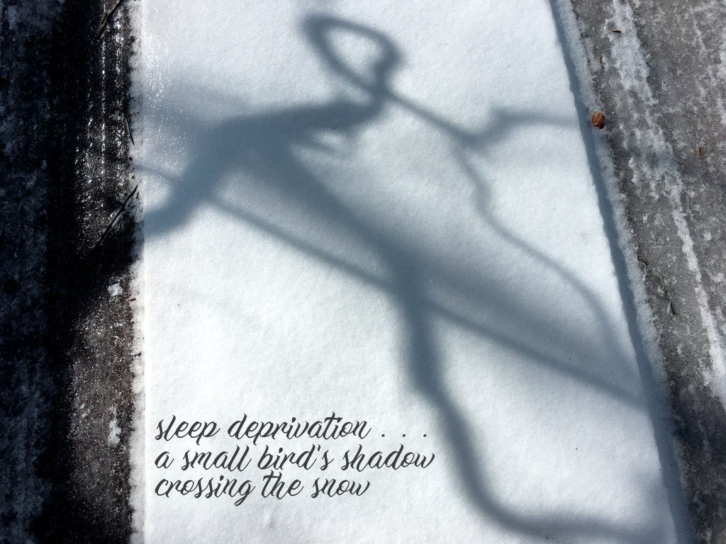 A cursive-looking shadow of bare branches on a snowy gravel road.