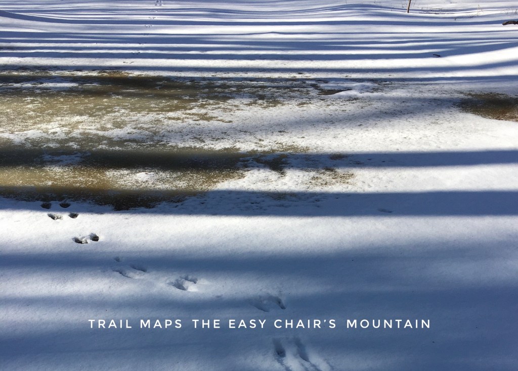 long parallel shadows of trees on the snow crossed by a squirrel's track