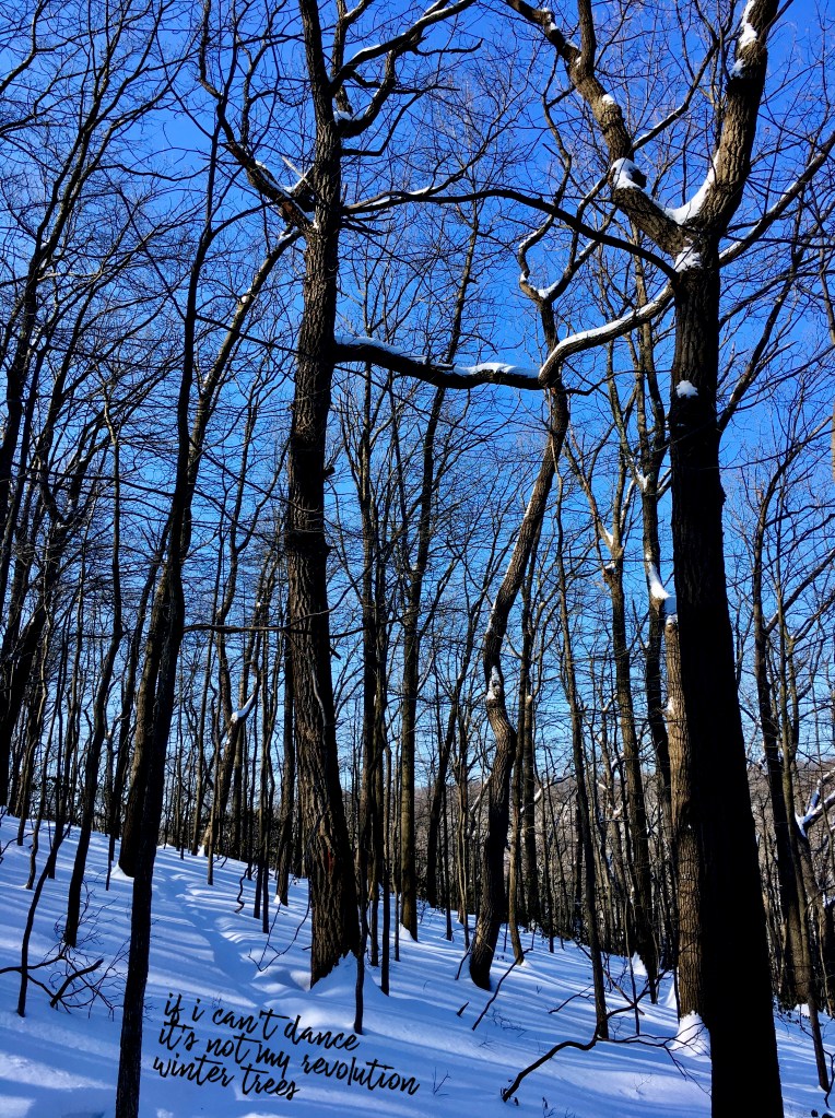 In a snowy, mountainside forest with long shadows, tall trees with curving, dancer-like trunks and limbs.