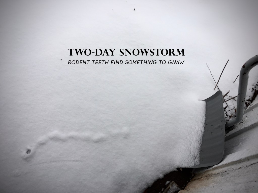 Snow shovel half buried in snow beside a vole tunnel.