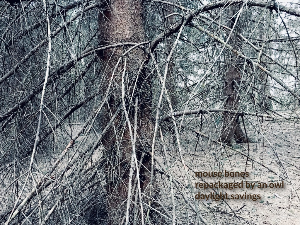 Inside a spruce plantation, showing the tangle of mostly dead, bone-dry lower branches;