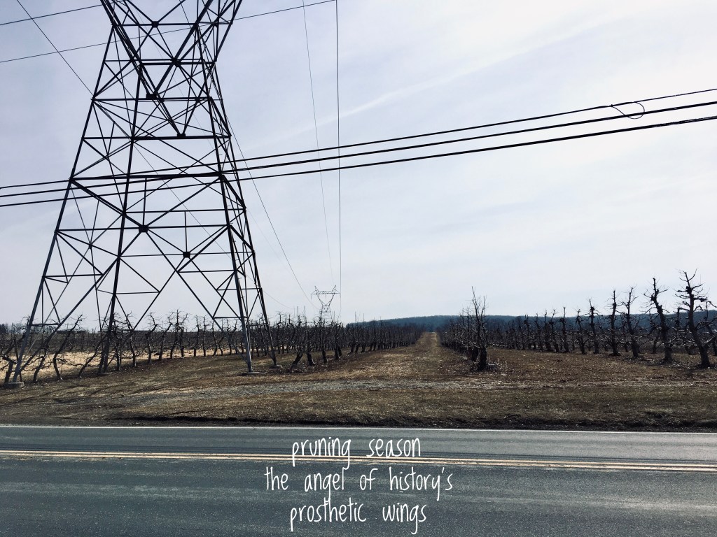 View across a two-lane road of rows of recently pruned, bare fruit trees under a powerline with steel pylons.