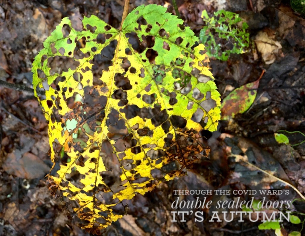 A heart-shaped yellow leaf eaten apart by insects
