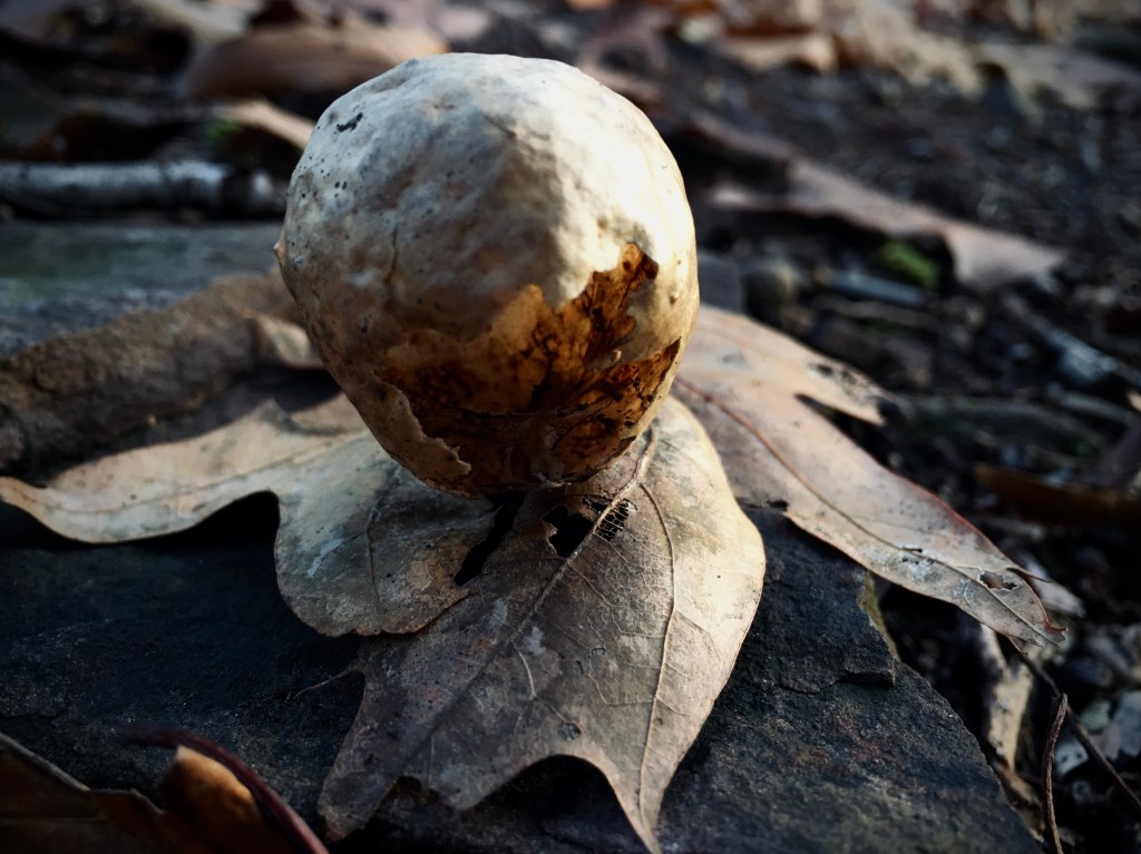 oak apple gall stuck to a fallen leaf