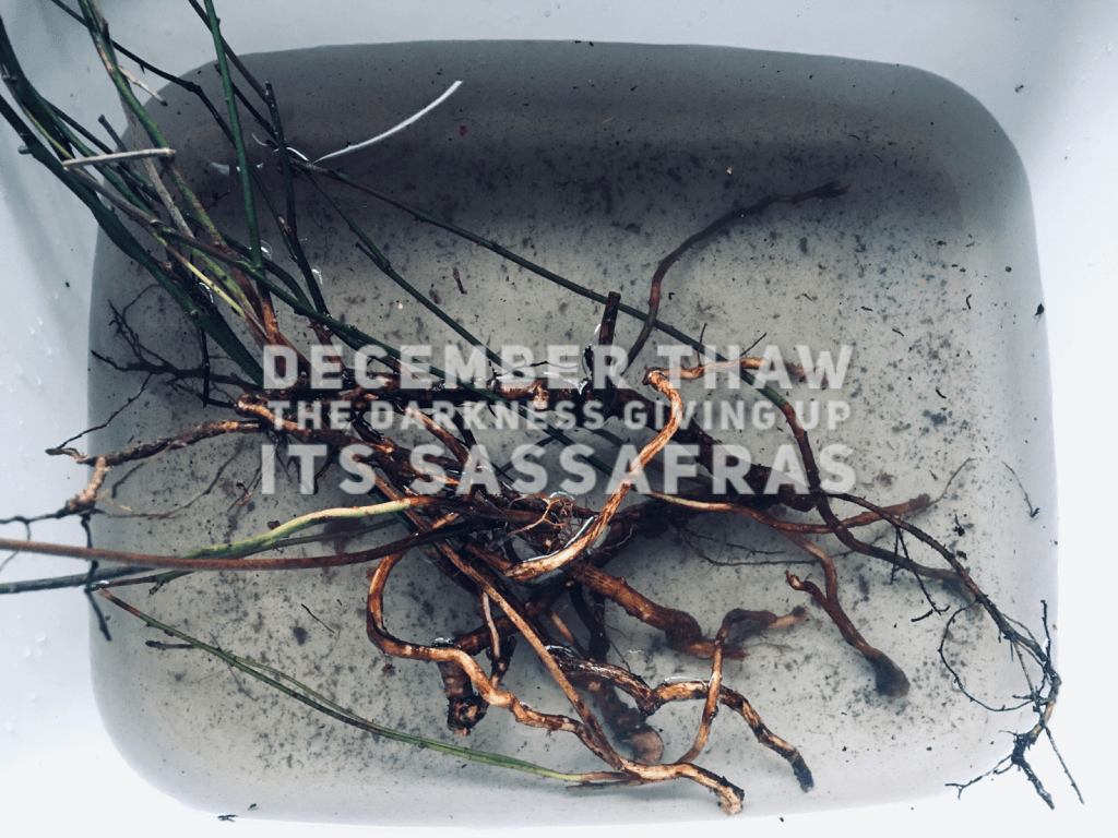 a bunch of roots with green tops swimming in a dishpan