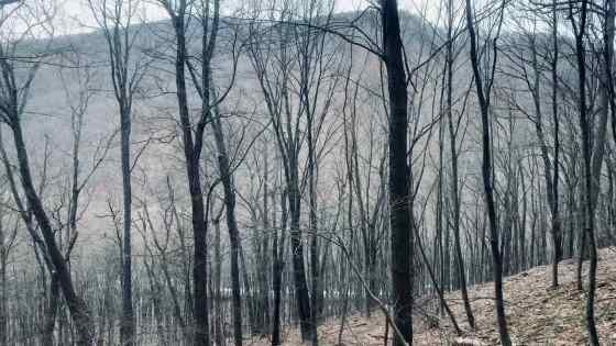 still from a video of a passing freight train seen from a wooded mountainside