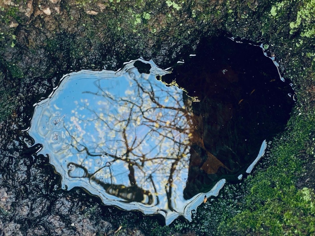 spunk water pool in the approximate shape of a heart reflecting the blue sky and freshly opened oak leaves