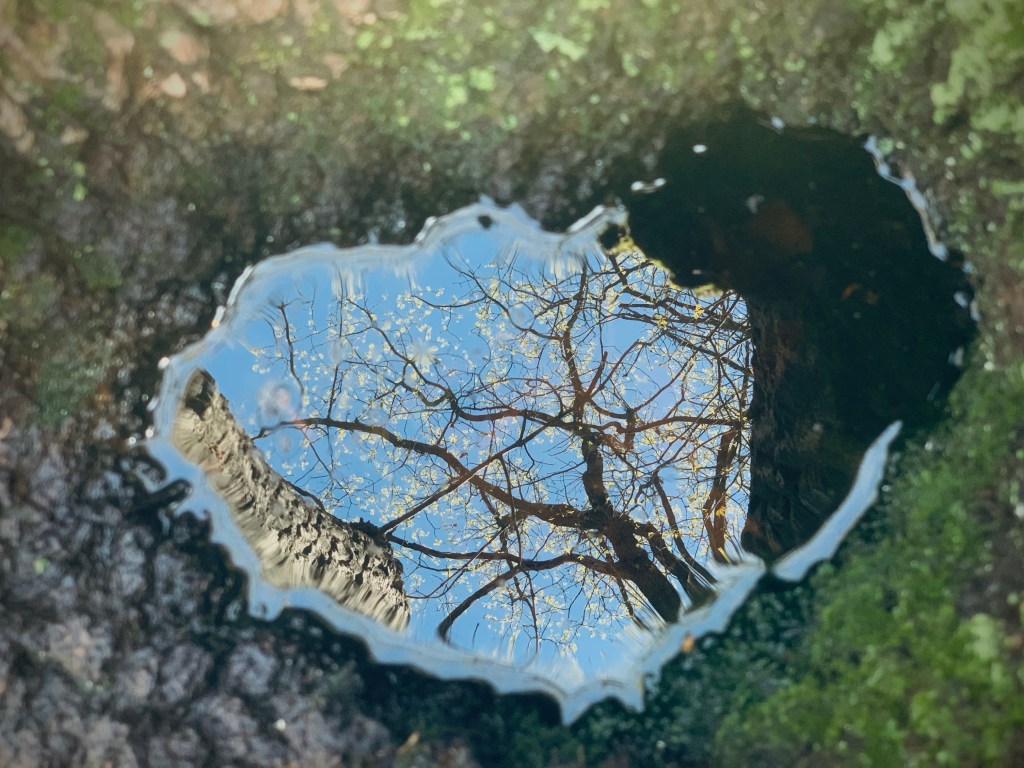 the same spunk water pool but this time focusing in on the reflection