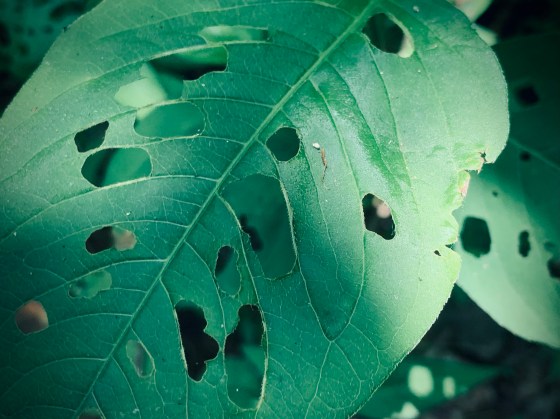 jumpseed leaf with insect holes
