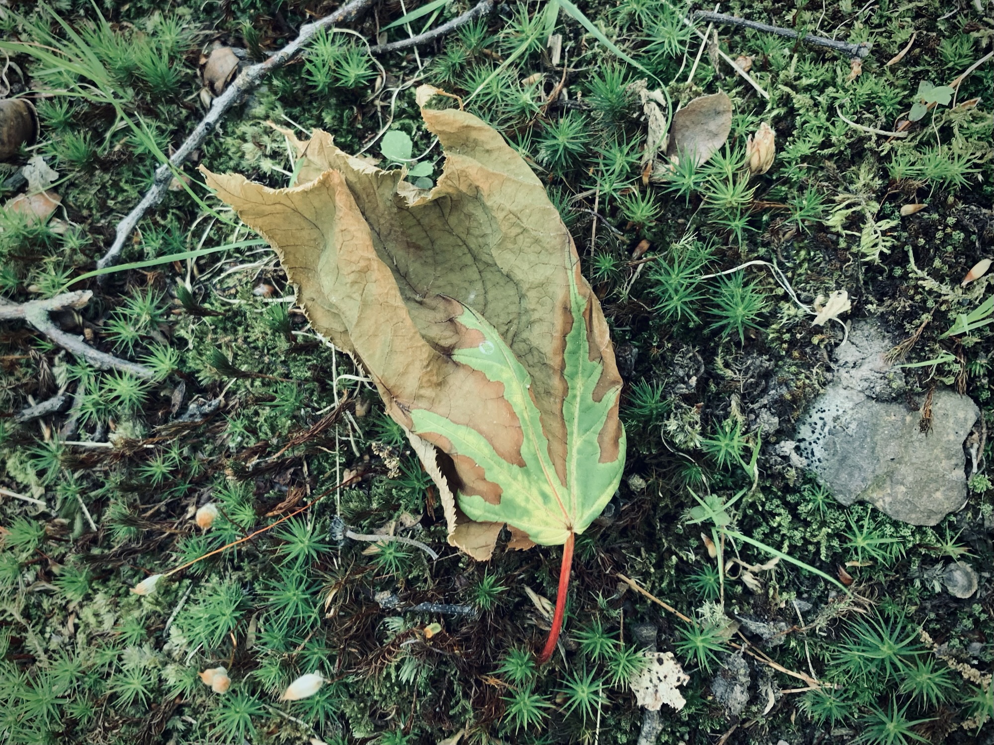 a fallen maple leaf part brown, part still green, with a red stem